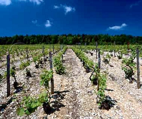 Chardonnay vineyard on limestone soil at Voigny   near BarsurAube Aube France    Champagne