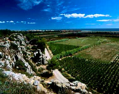 Vineyards of Chteau de RouquettesurMer with   NarbonnePlage beyond Aude France  Coteaux du Languedoc  la Clape
