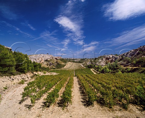 Vineyards of Domaine de Combe Longue   Armisson Aude France  Coteaux du Languedoc la Clape