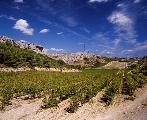 Vineyards of Domaine de Combe Longue  Armisson Aude France      Coteaux du Languedoc la Clape