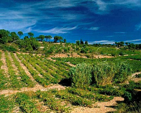 Vineyards above Estagel PyrnesOrientales   France   Ctes du RoussillonVillages