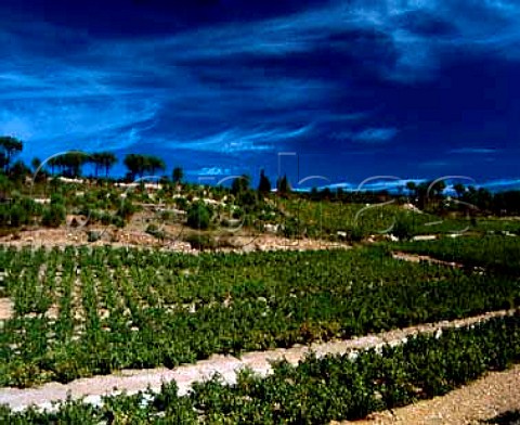 Vineyards above Estagel PyreneesOrientales France   Cotes du RoussillonVillages