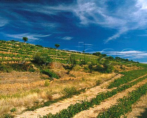 Terraced vineyards near Estagel   PyrnesOrientales France   Ctes du RoussillonVillages