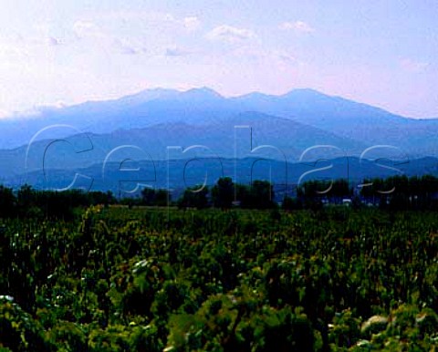 Vineyards at Montesquieu with the Pyrenees in distance PyreneesOrientales France Cotes du Roussillon