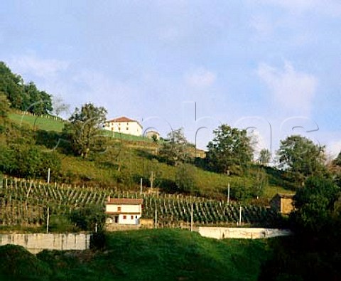Vineyards in the foothills of the Pyrenees near   StJeanPieddePort ACIrouleguy