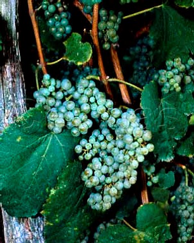 Gros Manseng grapes at Clos Guirouilh   AC Jurancon