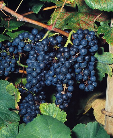 Tannat grapes in vineyard of Clos Guirouilh  Lasseube PyrnesAtlantiques France  AC Barn