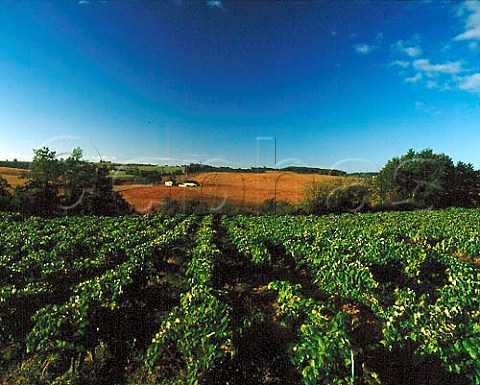 Vineyards near Condom Gers France   Armagnac  Ctes de Gascogne
