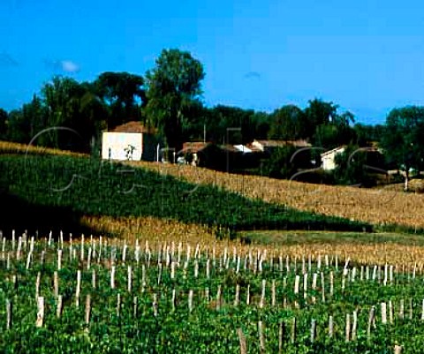 Vineyards near Eauze Gers France AC BasArmagnac   and Vin de Pays des Cotes de Gascogne