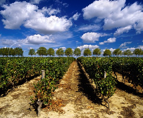 Vineyard of Chteau Pierron with avenue of plane  trees beyond   Nrac LotetGaronne France    Buzet