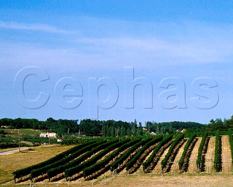 Vineyards at Velines near StFoylaGrande    Dordogne France    HautMontravel  Bergerac