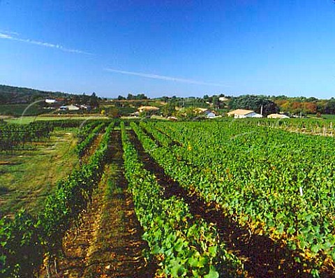 Vineyards near Escoussans Gironde France   EntreDeuxMersHautBenauge  Bordeaux