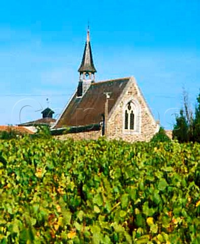 Vineyard and church at Monnires LoireAtlantique   France   Muscadet de SvreetMaine