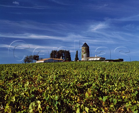 Old windmill in vineyards at Halopierre   near Monnires LoireAtlantique France   Muscadet de SvreetMaine