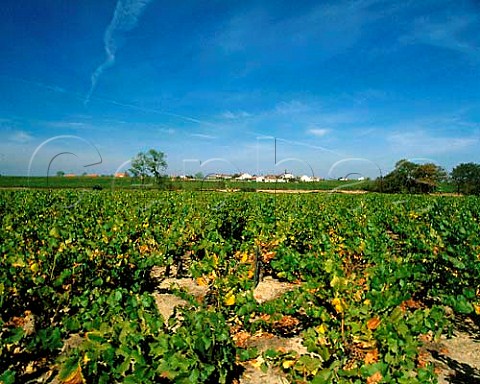 Vineyards near Vallet LoireAtlantique France   Muscadet de SvreetMaine