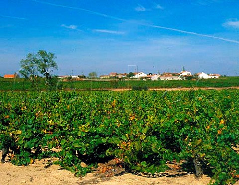 Vineyards near Vallet LoireAtlantique France   AC Muscadet de SvreetMaine