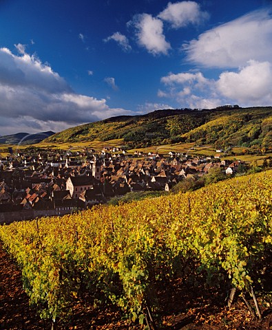 Riquewihr from the Grand Cru Schoenenbourg vineyard   in autumn HautRhin  Alsace