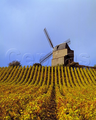 The windmill of Verzenay on the Montagne de Reims   Marne France  Champagne