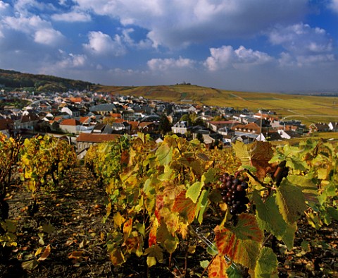 Autumnal Pinot Noir vineyards on the Montagne de Reims at Verzenay Marne France  Champagne