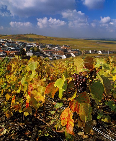 Autumnal Pinot Noir vineyard above Verzenay on the Montagne de Reims Marne France   Champagne