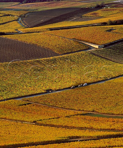 Autumnal Pinot Noir vineyards on the southern slopes of the Montagne de Reims at Ay Marne France    Champagne
