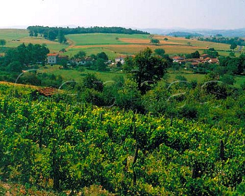 Vineyard near Courpire PuydeDme France   Auvergne