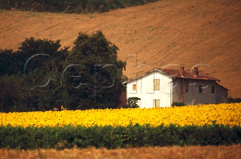 Vineyard sunflowers and farmhouse near   Gaillac Tarn France