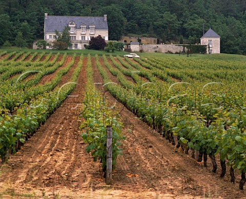 Cabernet Franc vineyard at Domaine de Beausejour Panzoult IndreetLoire France   Chinon