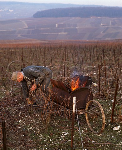 Pruning Pinot Meunier vines and burning them in a mobile incinerator on the Montagne de Reims near Champillon Marne France Champagne