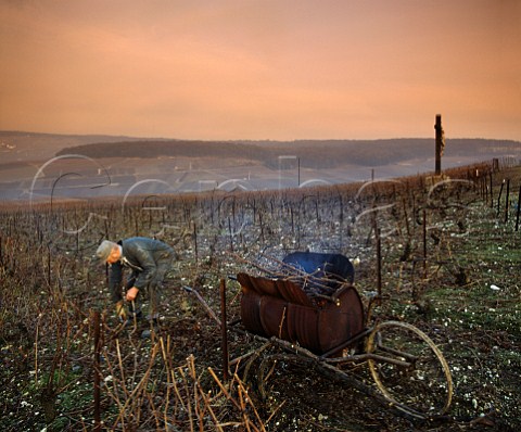 Pruning Pinot Meunier vines and burning them in a   mobile incinerator in early March near Champillon  Marne France    Champagne