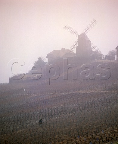 Pruning vines on a misty winter morning below the windmill of Verzenay on the Montagne de Reims Marne France   Champagne