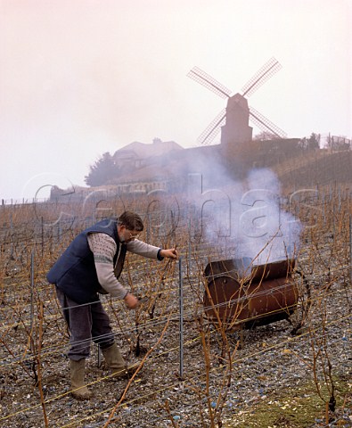 Pruning the vines and burning the cuttings in a   mobile incinerator in early March  by the windmill   of Verzenay on the Montagne de Reims Marne France    Champagne