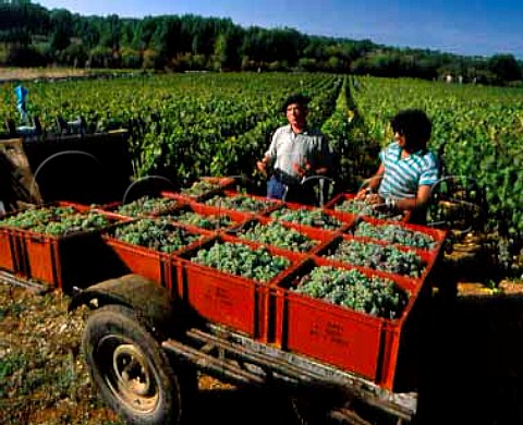 Picking Aligot grapes near BouzelsBeaune   Cte dOr France   Hautes Ctes de Beaune