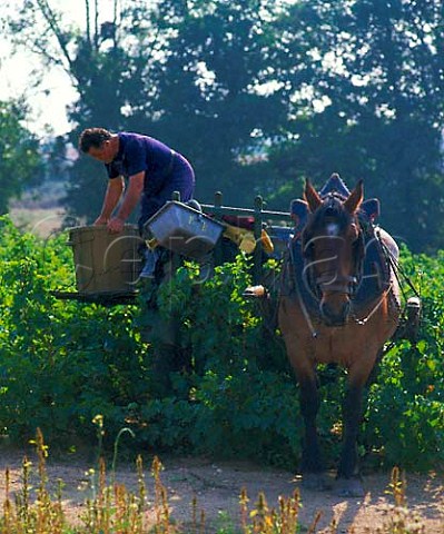 Coquette the horse at work in the vineyard during   harvest   Clisson near Nantes LoireAtlantique   France   Muscadet de SvreetMaine