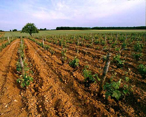 Chenin Blanc vineyard above La Valle Coquette   Vouvray IndreetLoire France