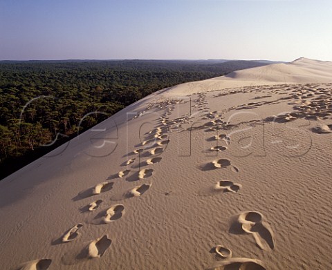 Dune du Pilat above Les Landes pine forest the highest sand dune in Europe   South of Arcachon Gironde France Aquitaine