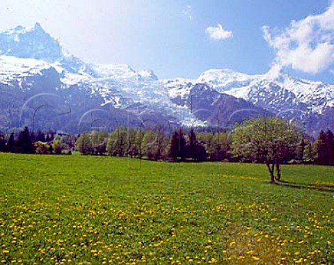 Glacier des Bossons on the slopes of Mont Blanc   HauteSavoie France RhneAlpes