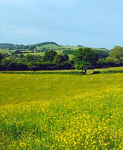 View across field of buttercups west of Dommartin   Nivre France Bourgogne