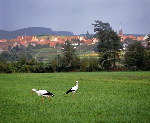 Storks in field at Mittelbergheim      HautRhin France Alsace
