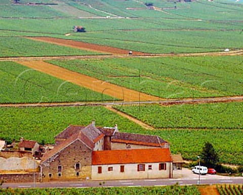 Vineyards of SavignylesBeaune Cote de Beaune