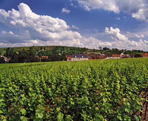 Clos du Mesnil of Krug a small walled vineyard in the village of Le MesnilsurOger Marne France Cte des Blancs  Champagne