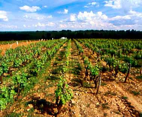 Vineyard at Vouvray IndreetLoire France
