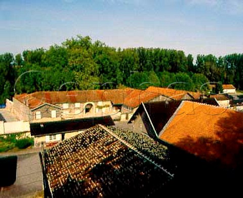 Warehouse roofs in Cognac They are blackened by a   fungus which lives on the fumes of the brandy which   matures inside     Cognac