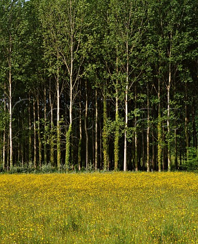 Buttercups and poplar trees at Blasimon Gironde   France  Aquitaine