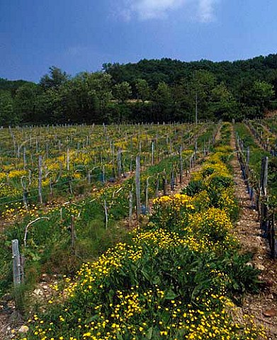 Springtime buttercups flowering in vineyard of Chteau du Cros Loupiac Gironde France Loupiac  Bordeaux