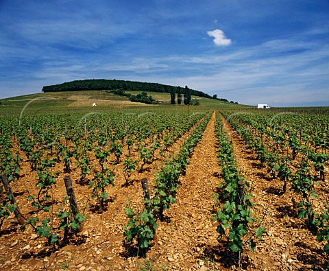 Pinot Noir vineyard on limestone soil with the Hill of Corton beyond AloxeCorton Cte dOr France Cte de Beaune Grand Cru