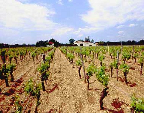 Clos des Moines vineyard LalandedePomerol Gironde France  LalandedePomerol  Bordeaux