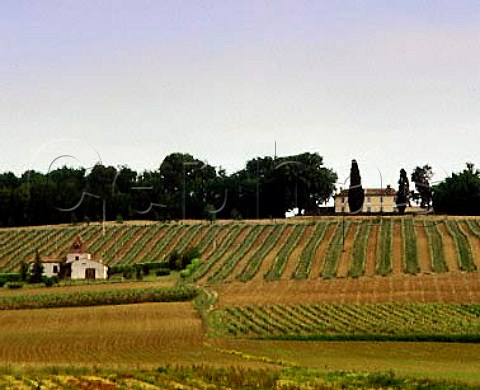 Vineyards near Marmande LotetGaronne France   AC Ctes du Marmandais