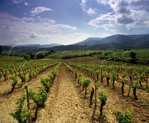 Vineyards near Limoux Aude France   Blanquette de Limoux