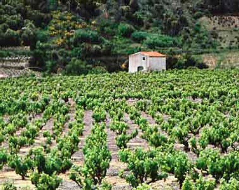 Vineyard and hut near Ansignan PyreneesOrientales   Cotes du RoussillonVillages